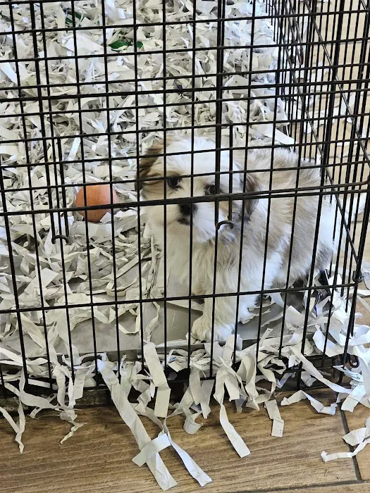 All About Puppies Picture 7