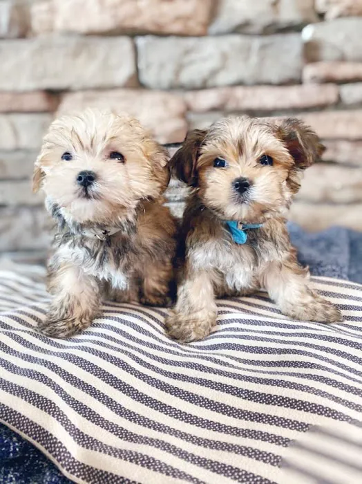 All About Puppies Picture 9