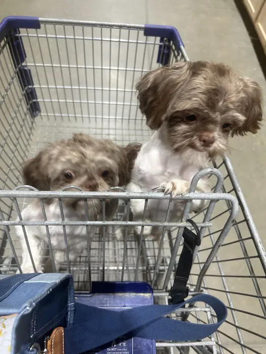 All About Puppies Picture 10