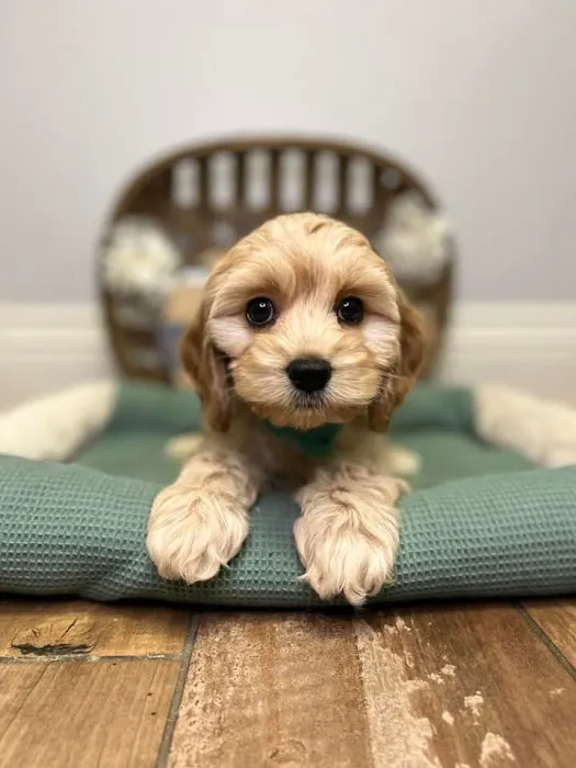 All About Puppies Picture 6