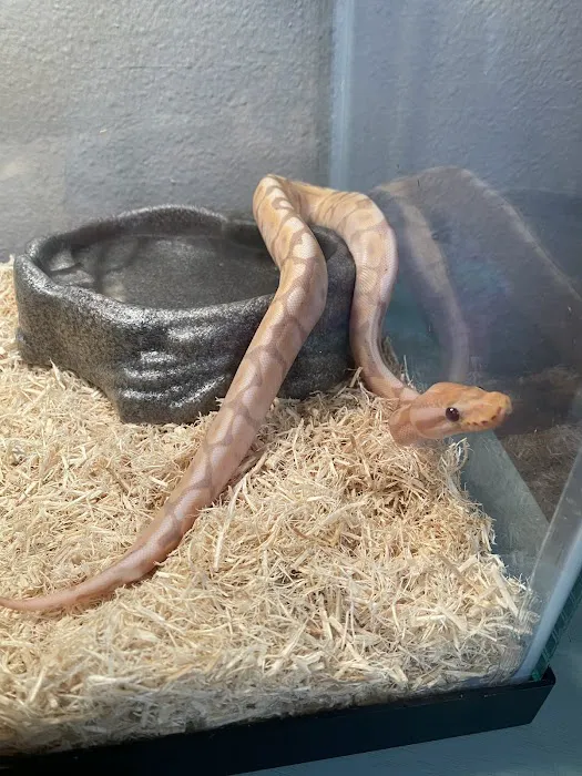 Family Reptiles Picture 8