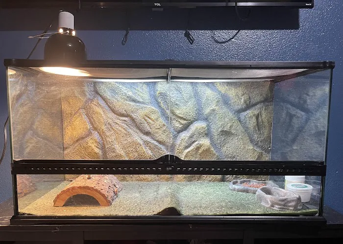 Family Reptiles Picture 7