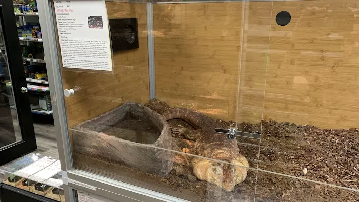 Family Reptiles Picture 4