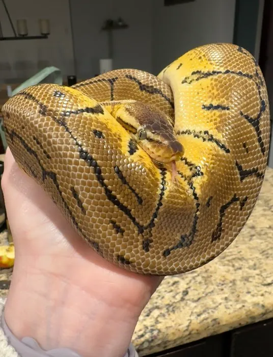 Family Reptiles Picture 6