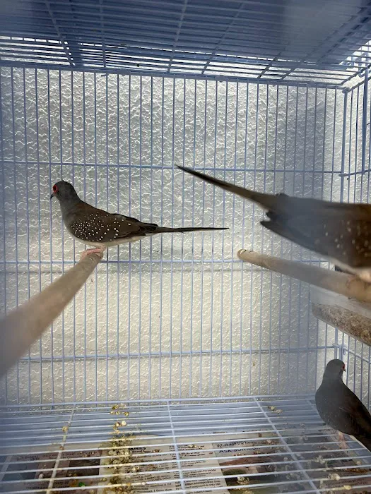 Gomez Pet Shop Picture 6