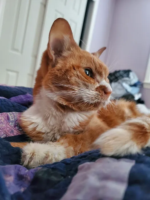 Taunton Cat Hospital Picture 5