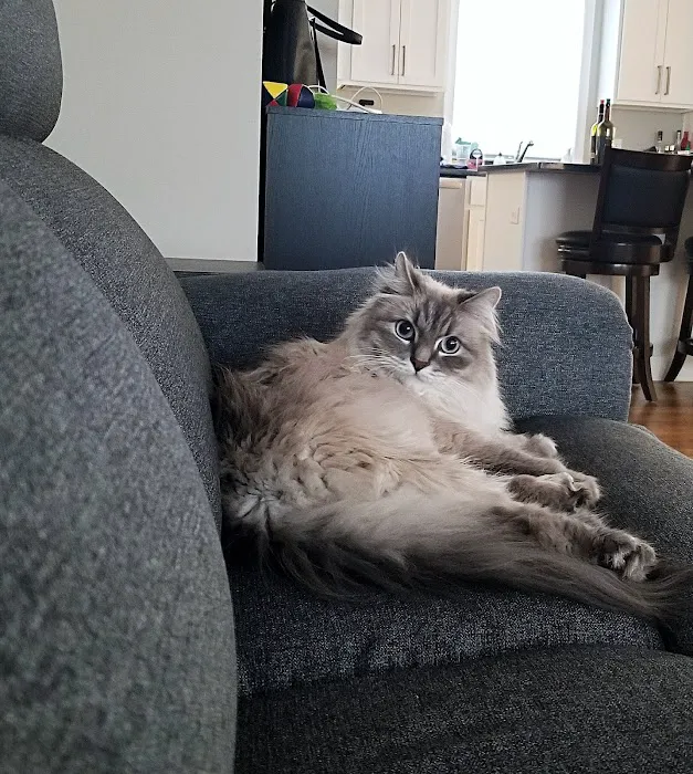 Taunton Cat Hospital Picture 9