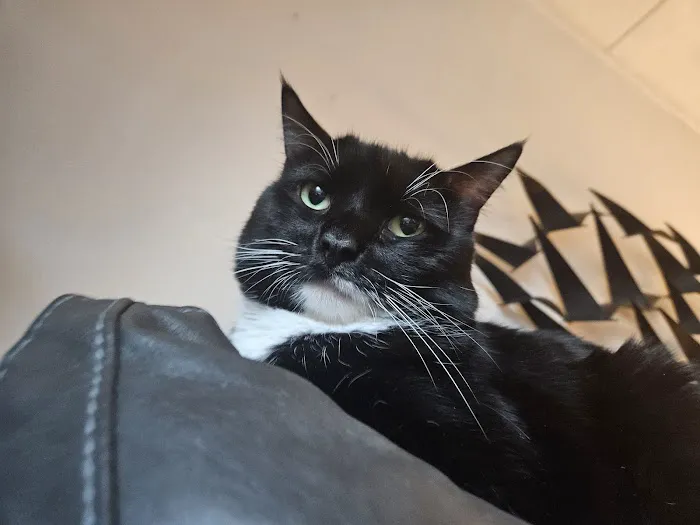 Taunton Cat Hospital Picture 2