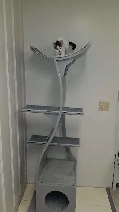 Taunton Cat Hospital Picture 8