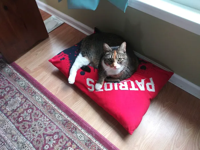 Taunton Cat Hospital Picture 4