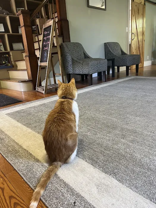 Taunton Cat Hospital Picture 3