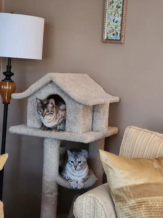 Taunton Cat Hospital Picture 7