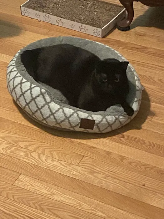 Taunton Cat Hospital Picture 6