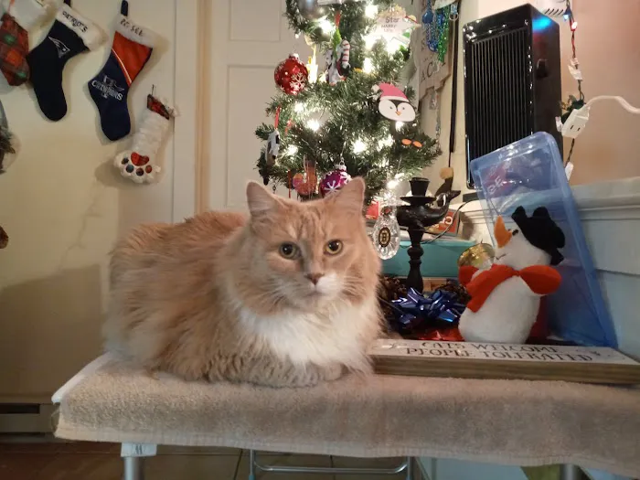 Taunton Cat Hospital Picture 10