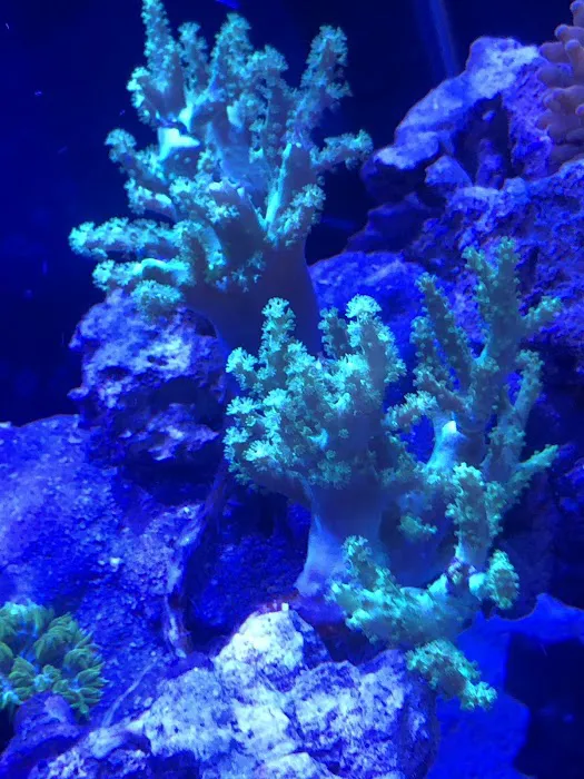 Coral Bargain Warehouse Picture 3