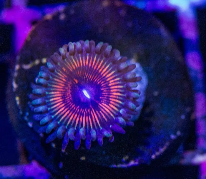 Coral Bargain Warehouse Picture 9