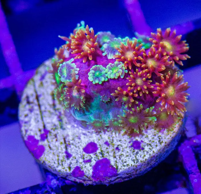 Coral Bargain Warehouse Picture 6