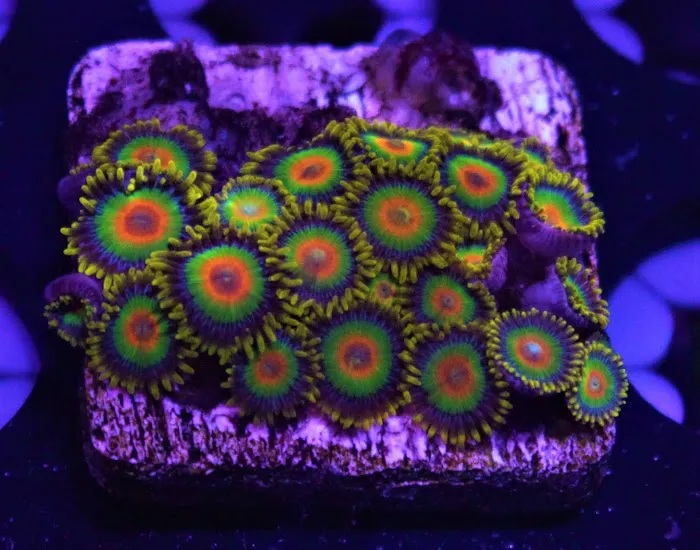 Coral Bargain Warehouse Picture 5