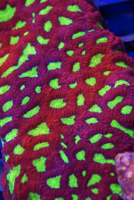 Coral Bargain Warehouse Picture 8