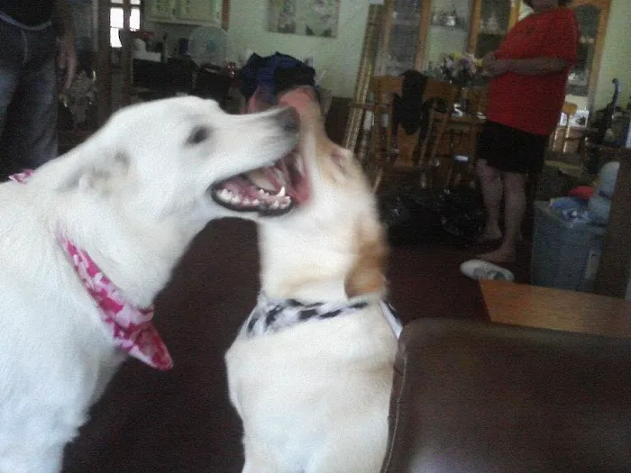 Taunton Animal Hospital Picture 2