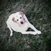 Taunton Animal Hospital ico