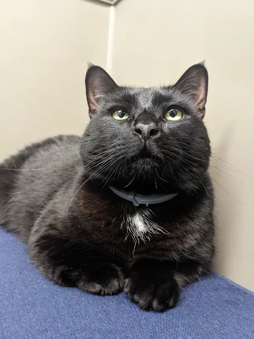 Norton Animal Hospital Picture 9