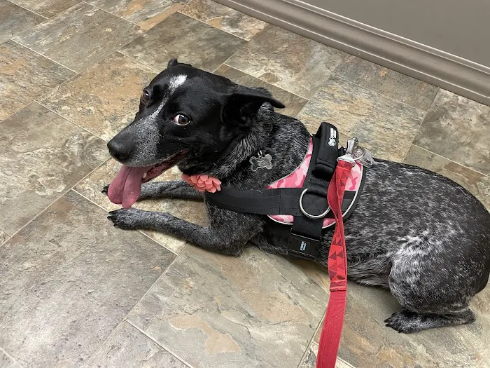 Norton Animal Hospital Picture 10