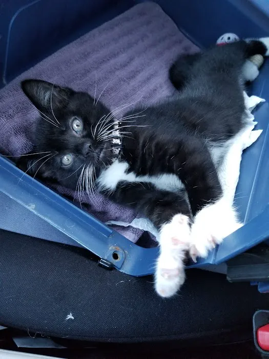 Vetco Vaccination Clinic Picture 1