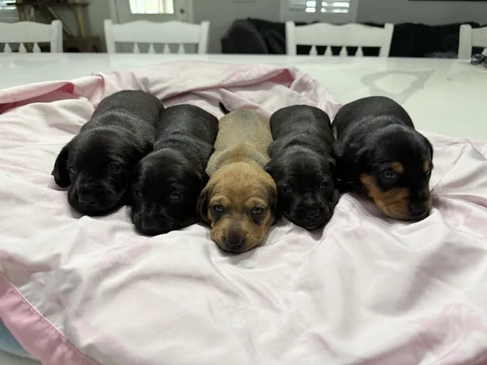 Pam's Puppies Picture 1