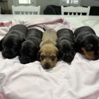 Pam's Puppies ico