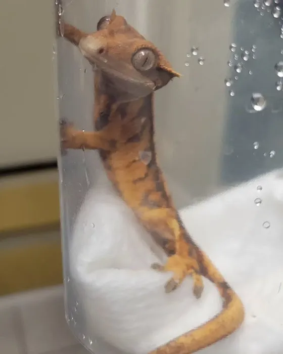 No Ways REPTIQUARIUM Picture 1