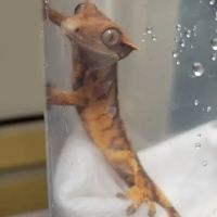 No Ways REPTIQUARIUM ico