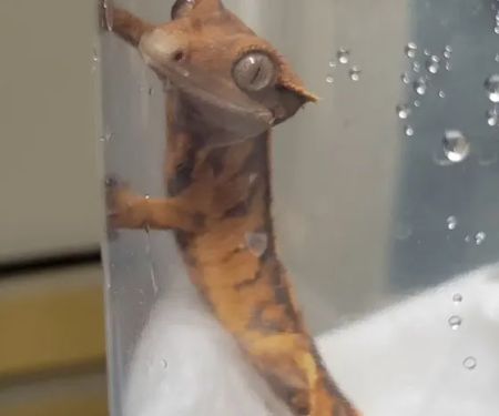 No Ways REPTIQUARIUM
