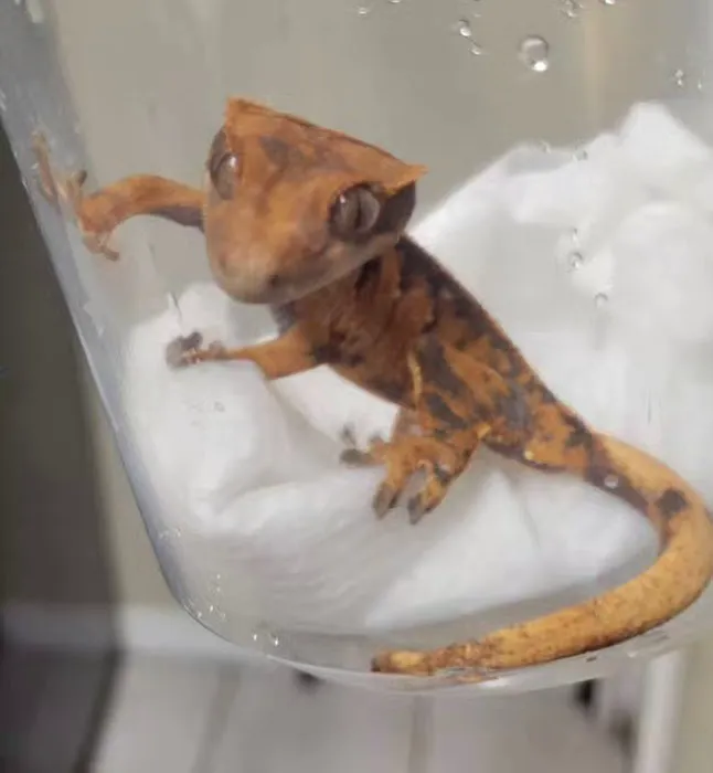 No Ways REPTIQUARIUM Picture 7