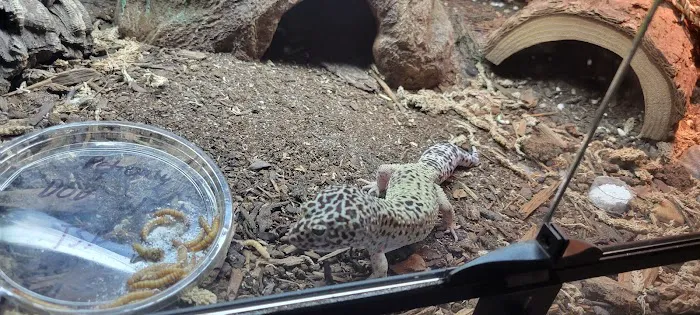 No Ways REPTIQUARIUM Picture 6