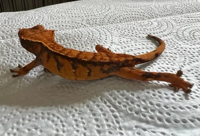 No Ways REPTIQUARIUM Picture 4