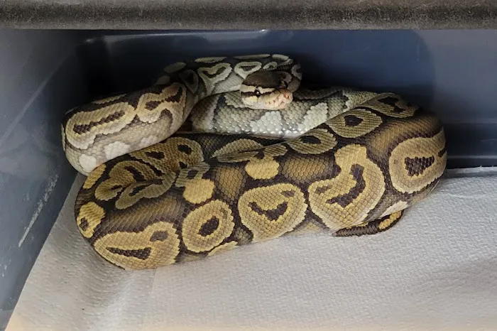 No Ways REPTIQUARIUM Picture 8