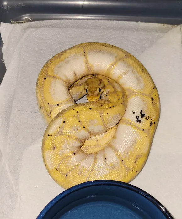 No Ways REPTIQUARIUM Picture 3