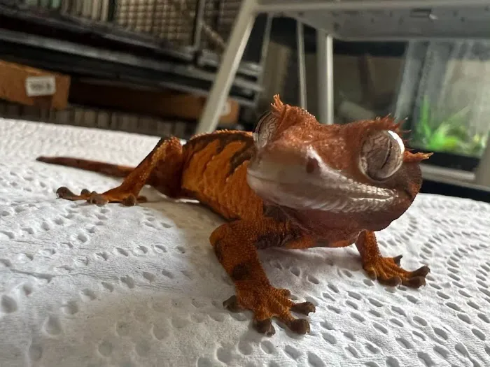 No Ways REPTIQUARIUM Picture 9