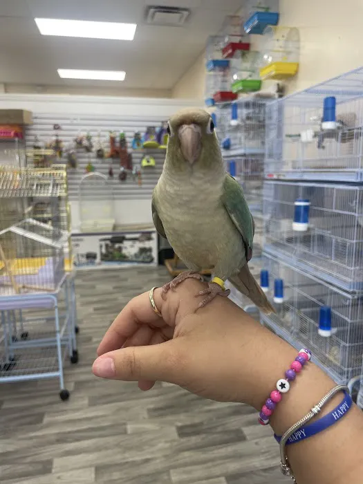 Ary exotic birds Picture 1
