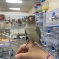 Ary exotic birds ico