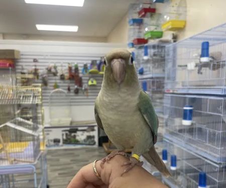 Ary exotic birds