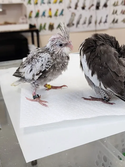 Ary exotic birds Picture 4