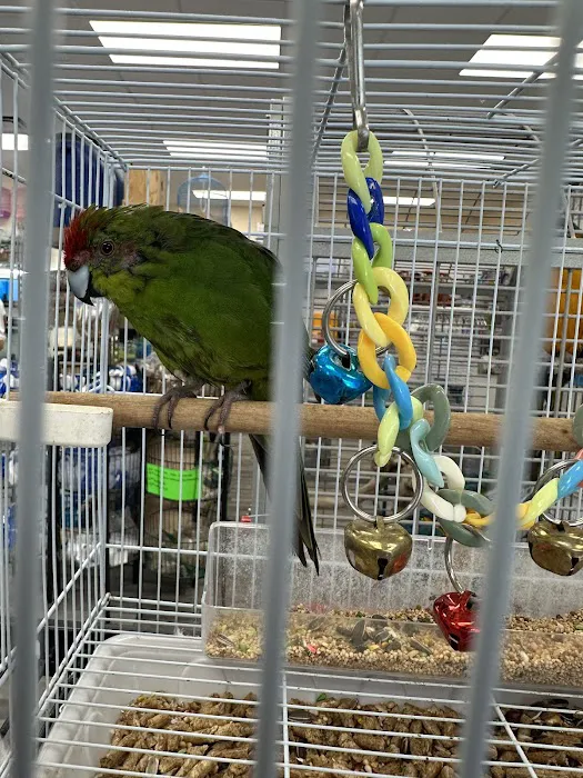 Ary exotic birds Picture 5