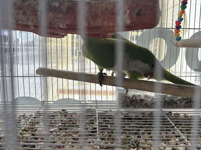 Ary exotic birds Picture 6
