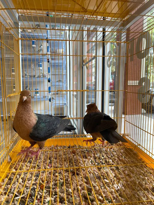 Ary exotic birds Picture 7