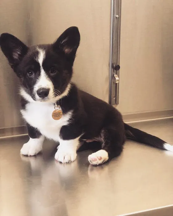 Fallon Animal Clinic Inc Picture 5