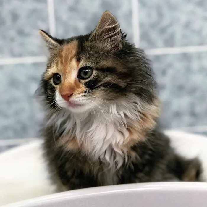 Fallon Animal Clinic Inc Picture 7