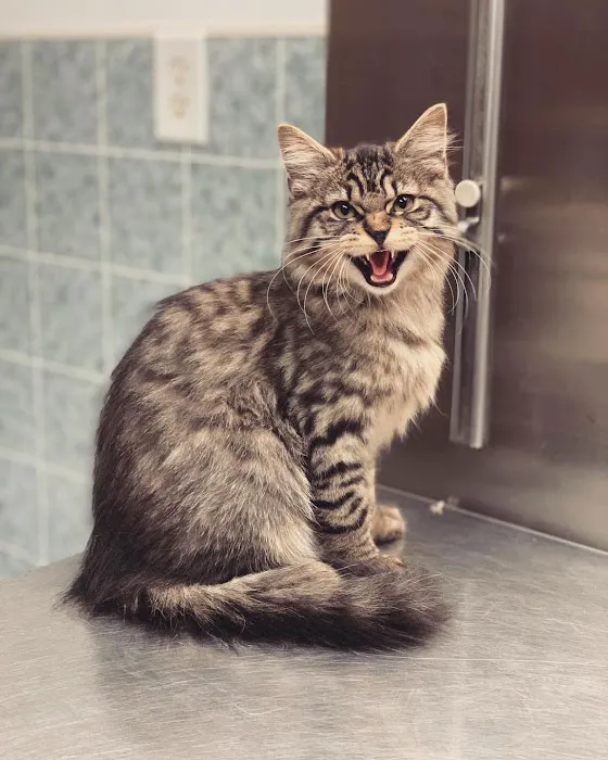 Fallon Animal Clinic Inc Picture 10