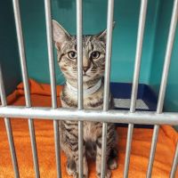 Fallon Animal Clinic Inc ico